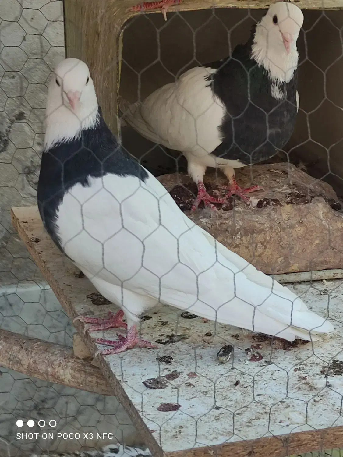 طوقی|پرنده|رفسنجان, |دیوار