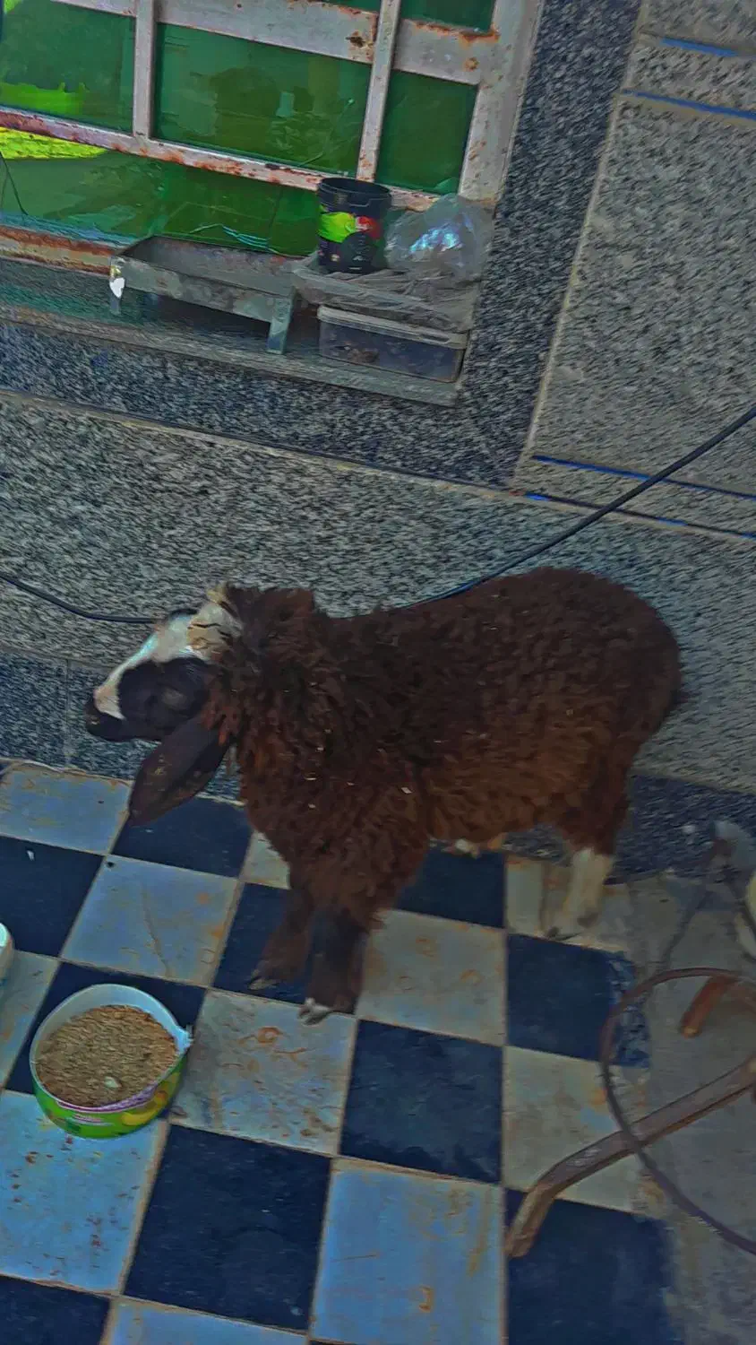 گوسفند خوش خوراک|حیوانات مزرعه|باوی, |دیوار