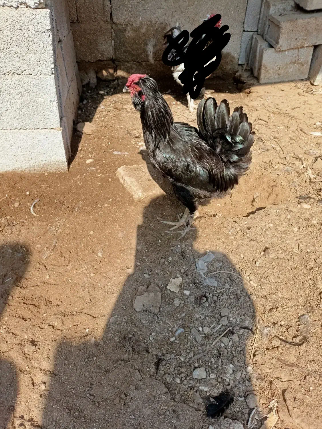 خروس مشکی پر روغنی|حیوانات مزرعه|خورموج, |دیوار