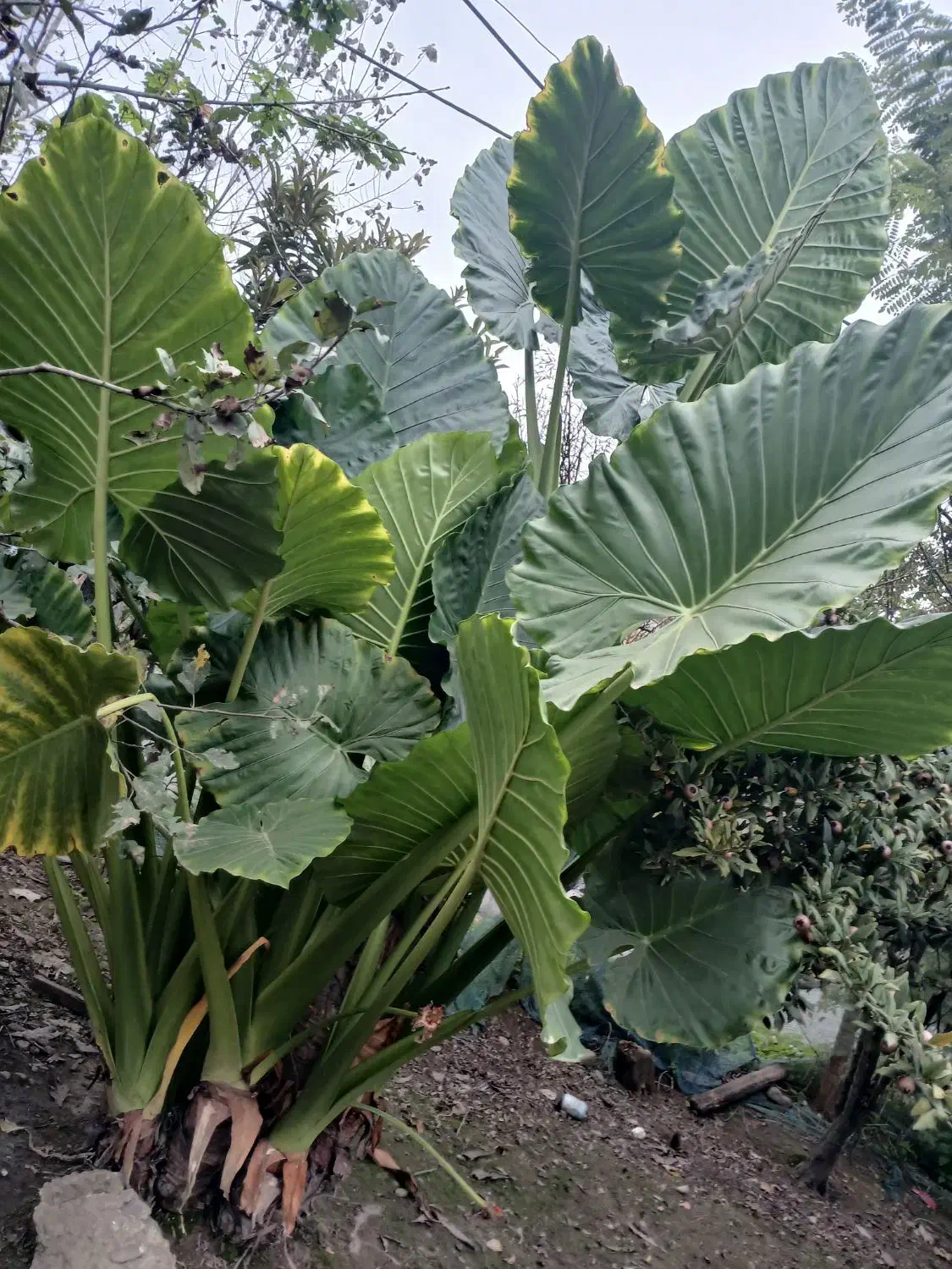 گل باباآدم|گل و گیاه طبیعی|آستانه اشرفیه, |دیوار