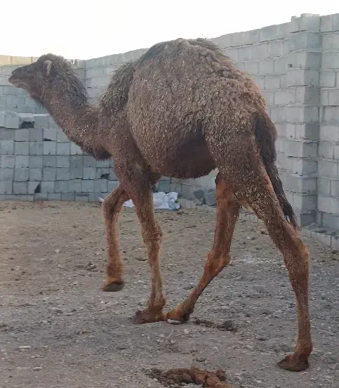 هاشی شتر|حیوانات مزرعه|بافق, |دیوار