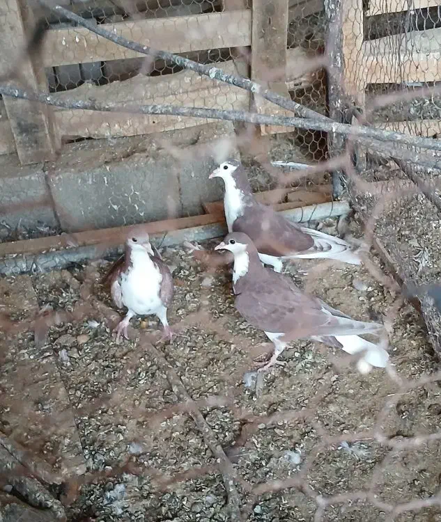 کفتر طاقی|پرنده|آران و بیدگل, |دیوار