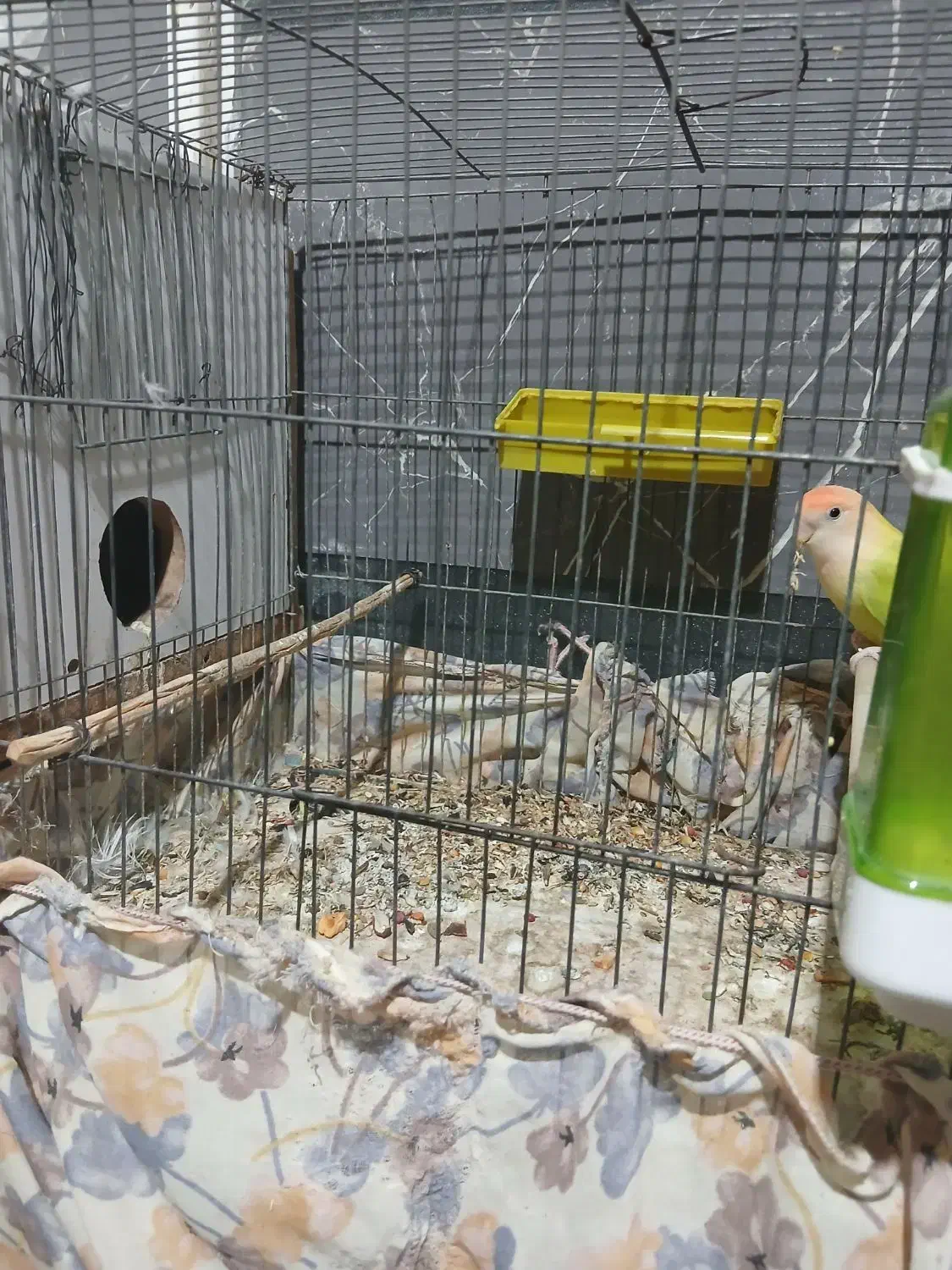 طوطی کوتوله|پرنده|میناب, |دیوار