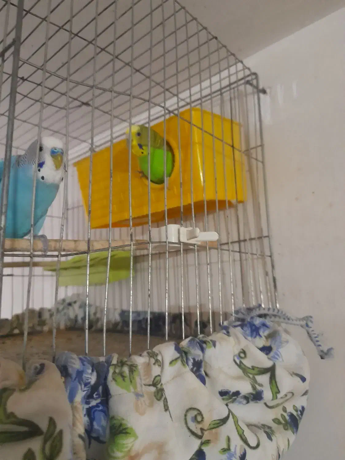 مرغ عشق|پرنده|لردگان, |دیوار