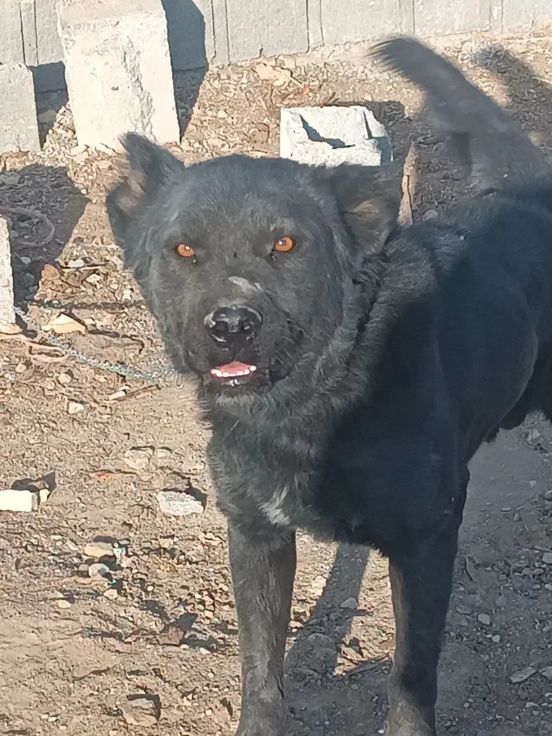 معاوضه سگ|سگ|پیر بکران, |دیوار