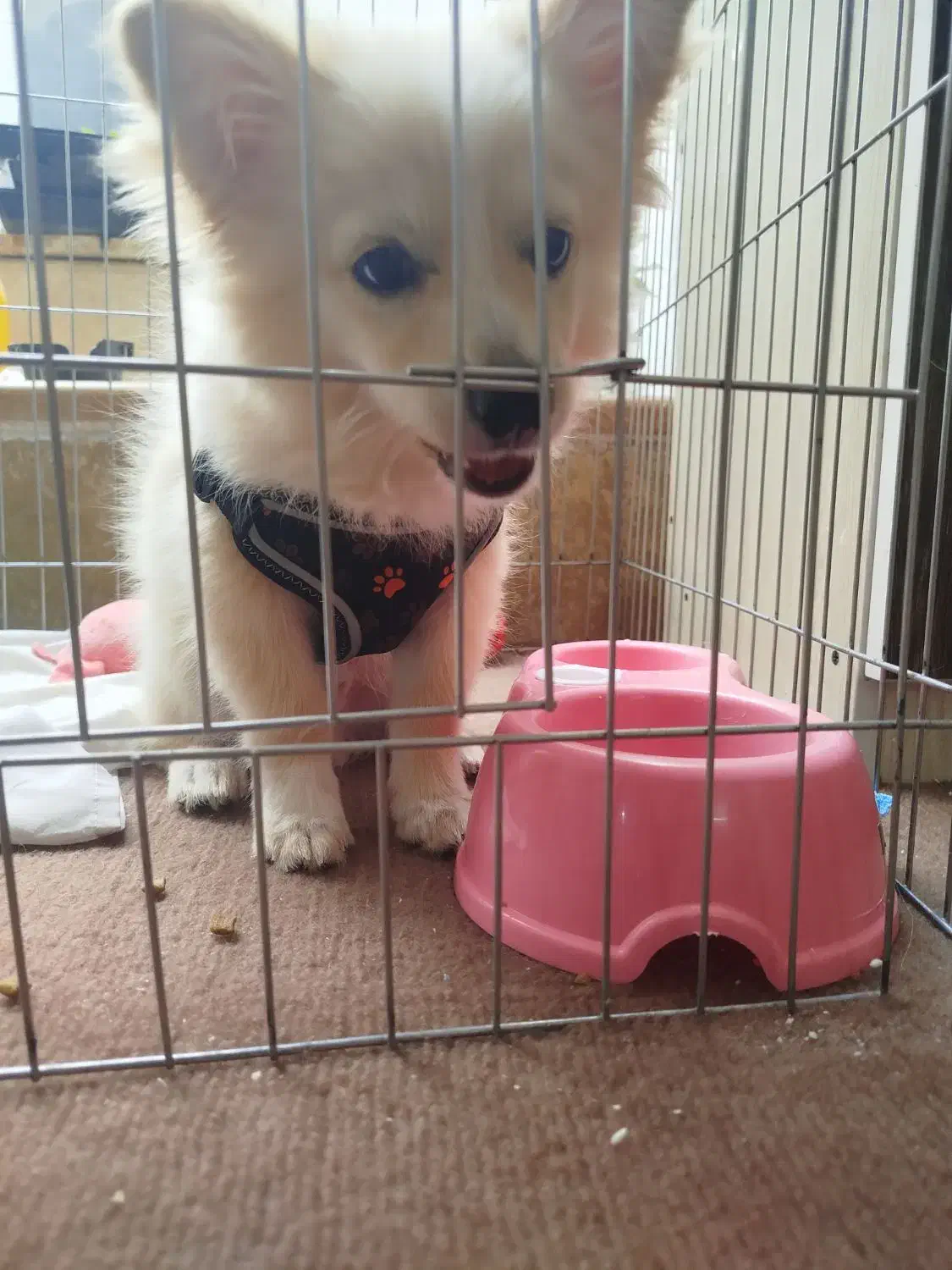 سگ پامر روباهی|سگ|شیراز, احمدآباد|دیوار