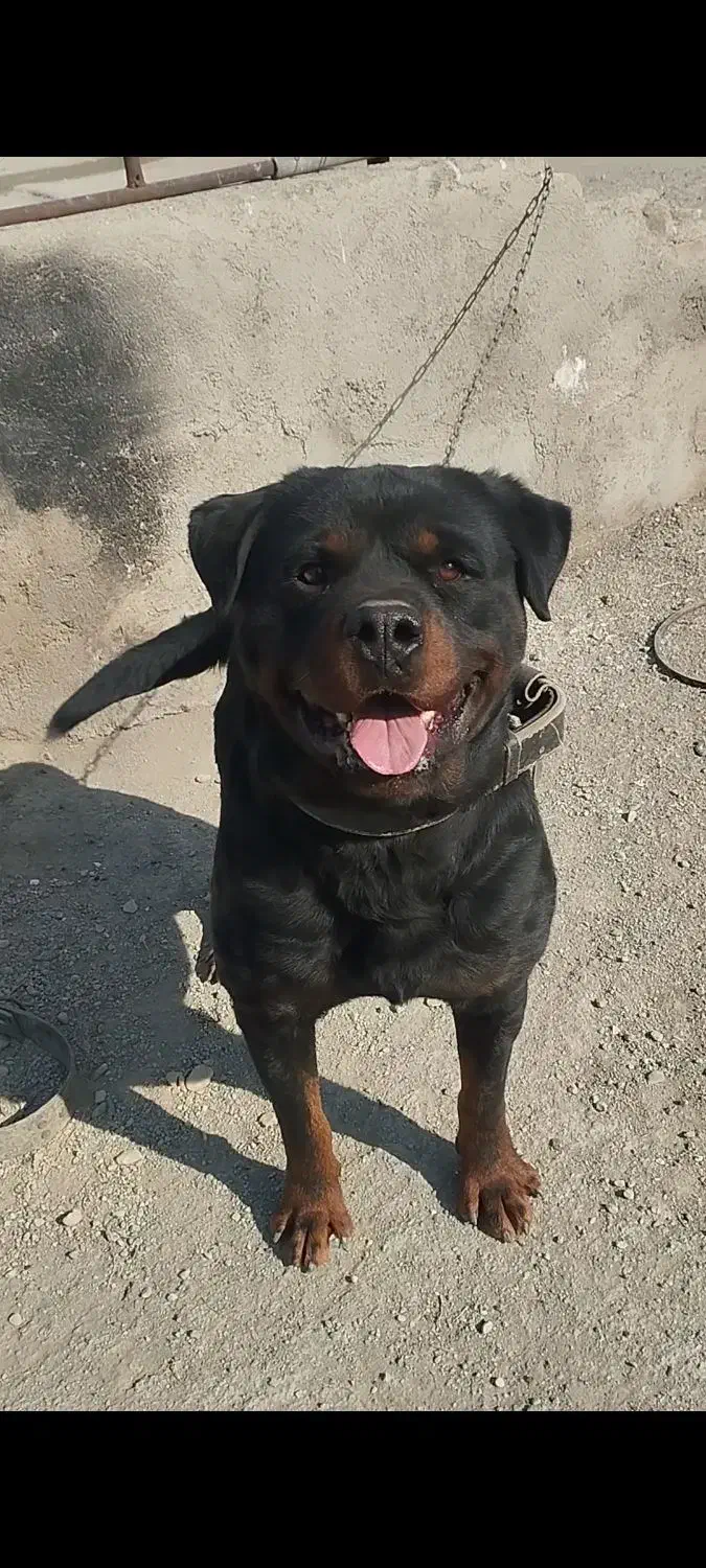 سگ روت وایلر|سگ|باقرشهر, |دیوار