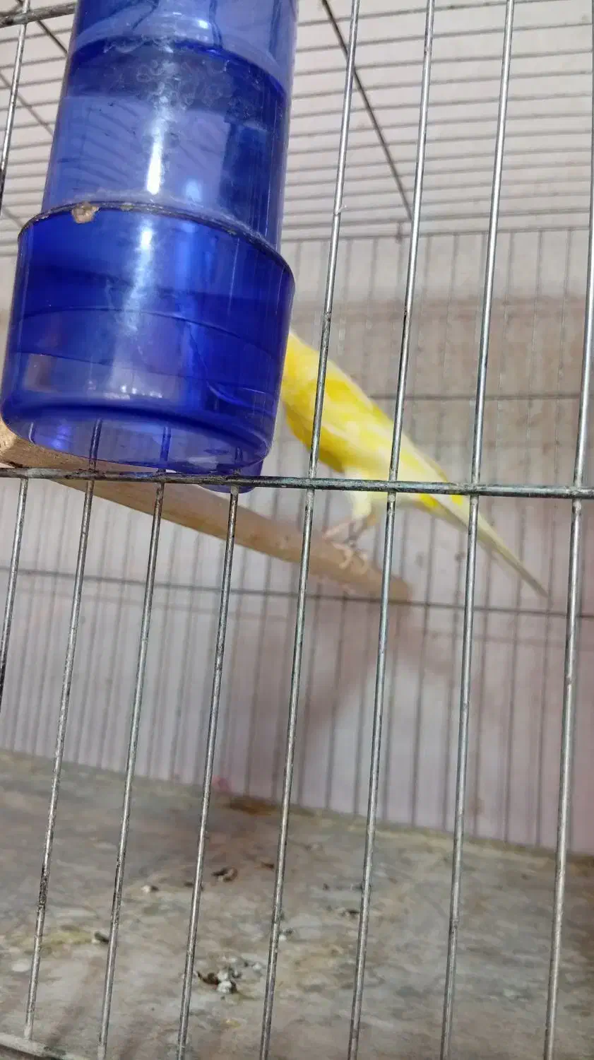 چند نمونه قناری|پرنده|خمینی‌شهر, |دیوار