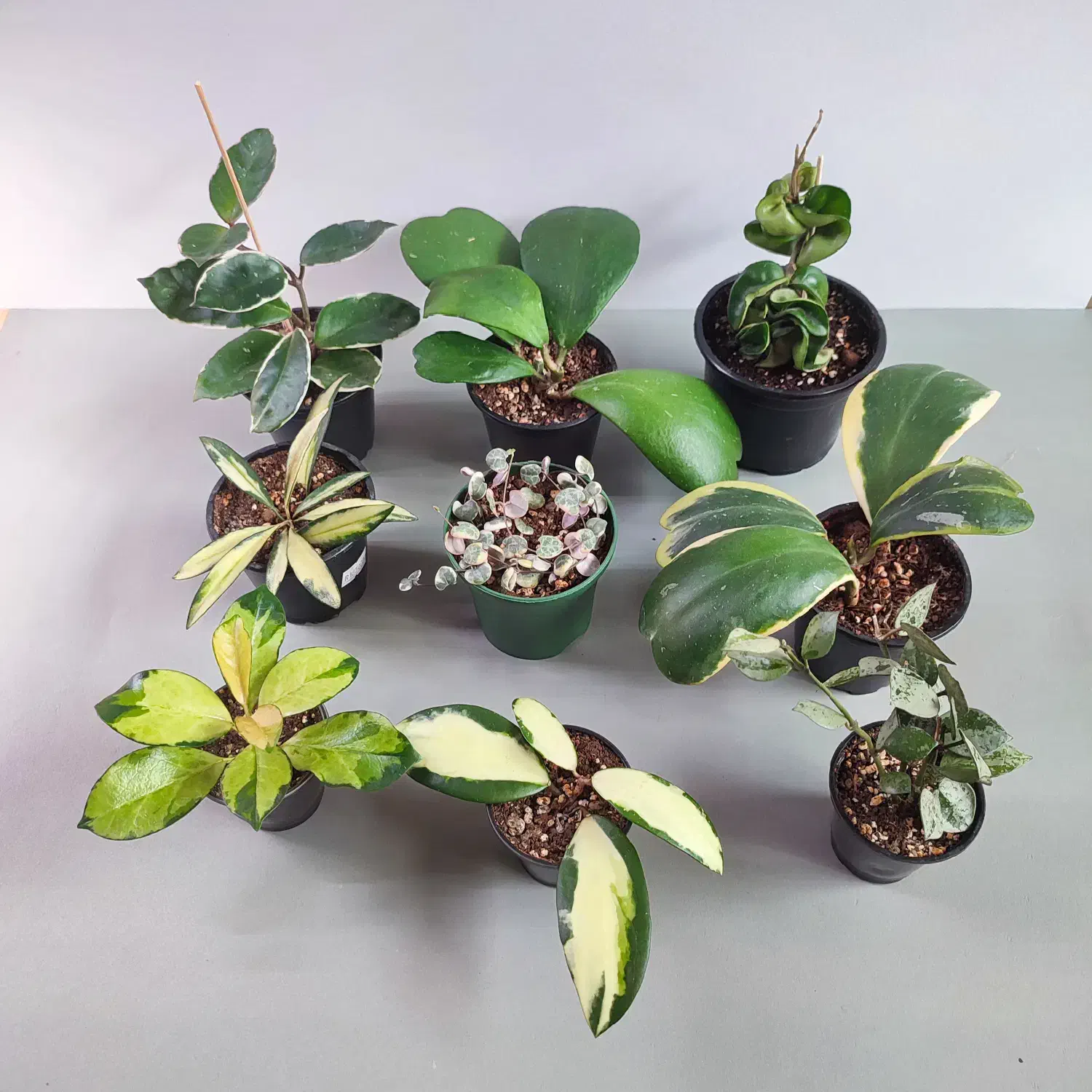 گل و گیاه آپارتمانی مناسب هدیه روز مادر|گل و گیاه طبیعی|بیرجند, |دیوار