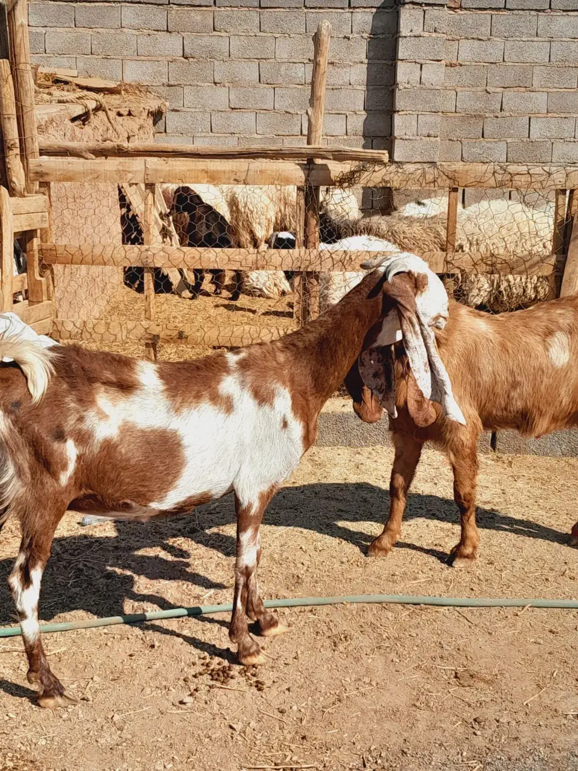 گوسفند پاکستانی گلابی و بز پاکستانی گلابی ونری|حیوانات مزرعه|کرمان, |دیوار