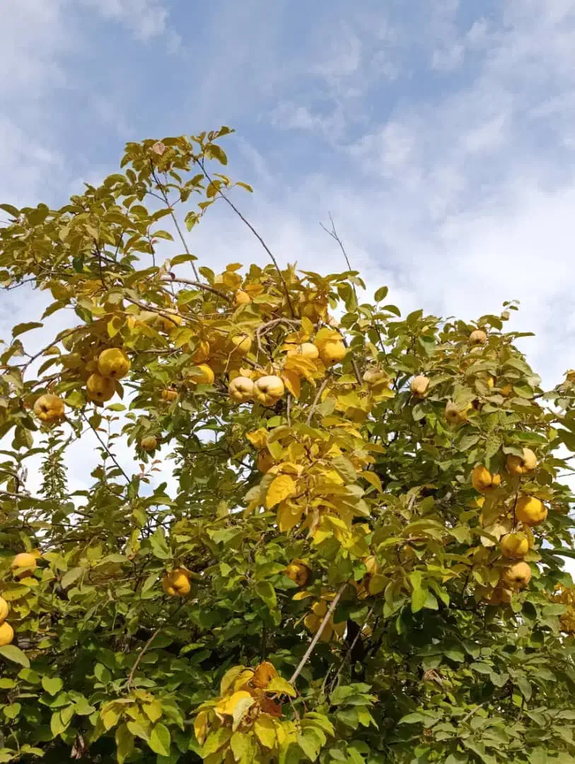 فروش نهال میوه درجه یک|خدمات باغبانی و درختکاری|آرادان, |دیوار