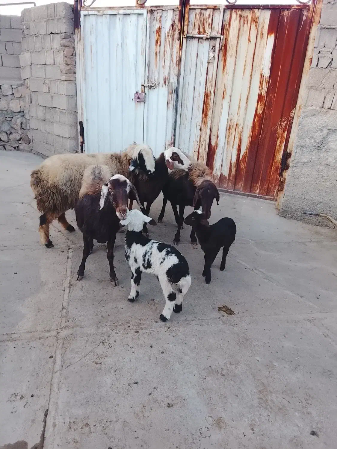 گوسفند افشار|حیوانات مزرعه|ویسیان, |دیوار