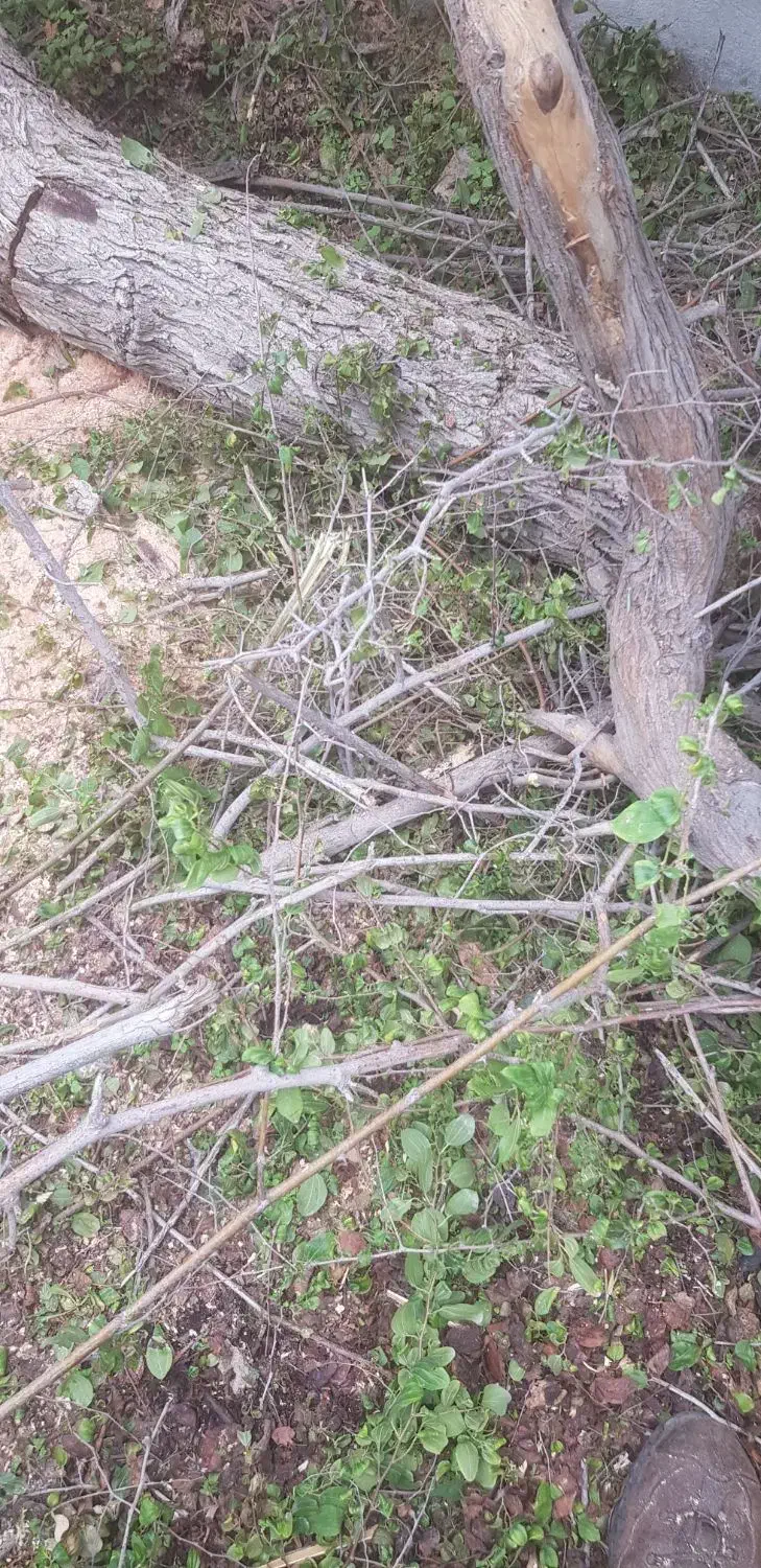 گمشدگان|اشیا|بوشهر, |دیوار