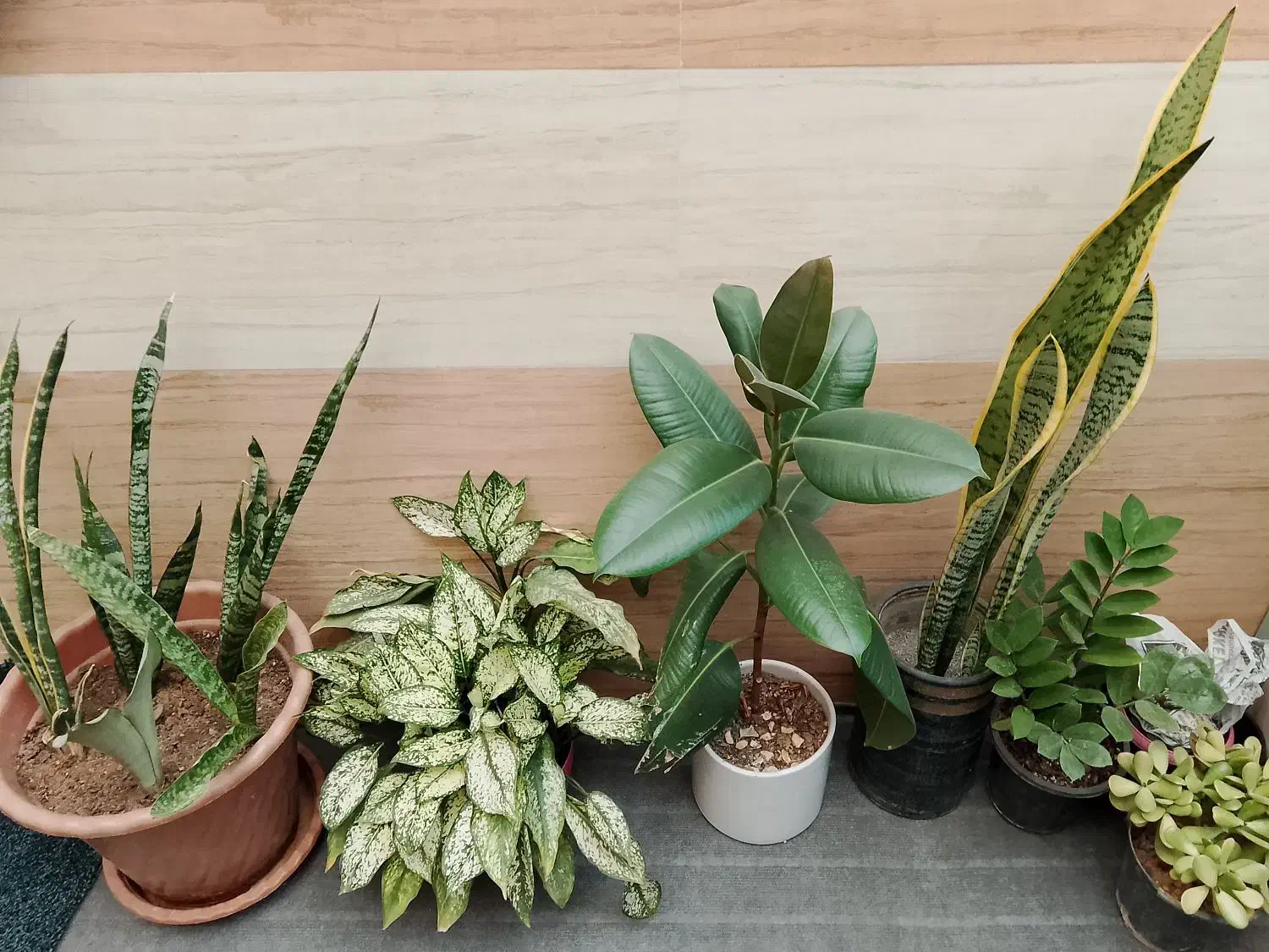 گل اپارتمانی|گل و گیاه طبیعی|نیشابور, شهید بهشتی|دیوار