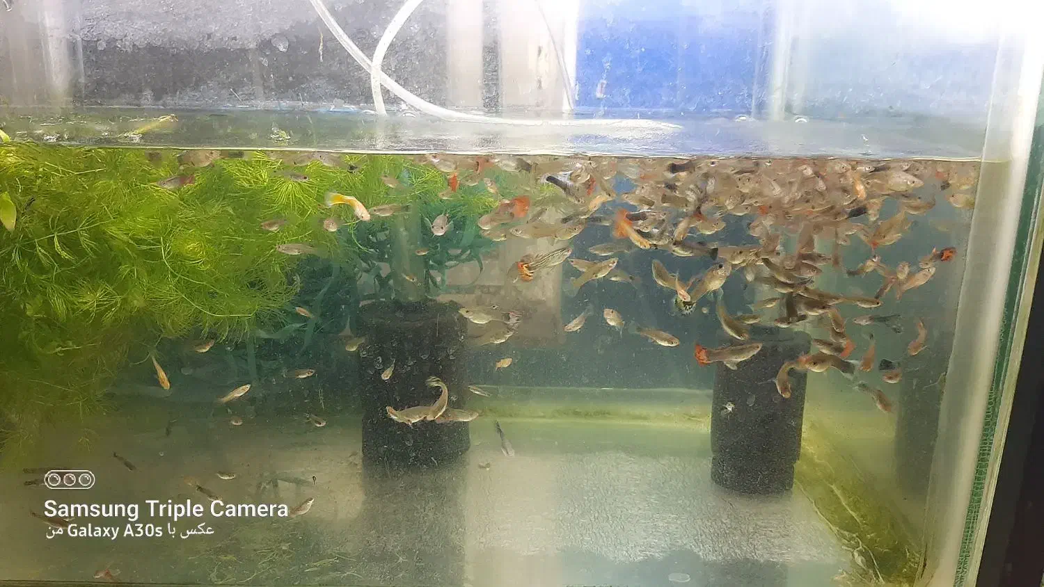 فروش انواع ماهی گوپی مولی پلاتی سوراتل|ماهی|آستانه اشرفیه, |دیوار