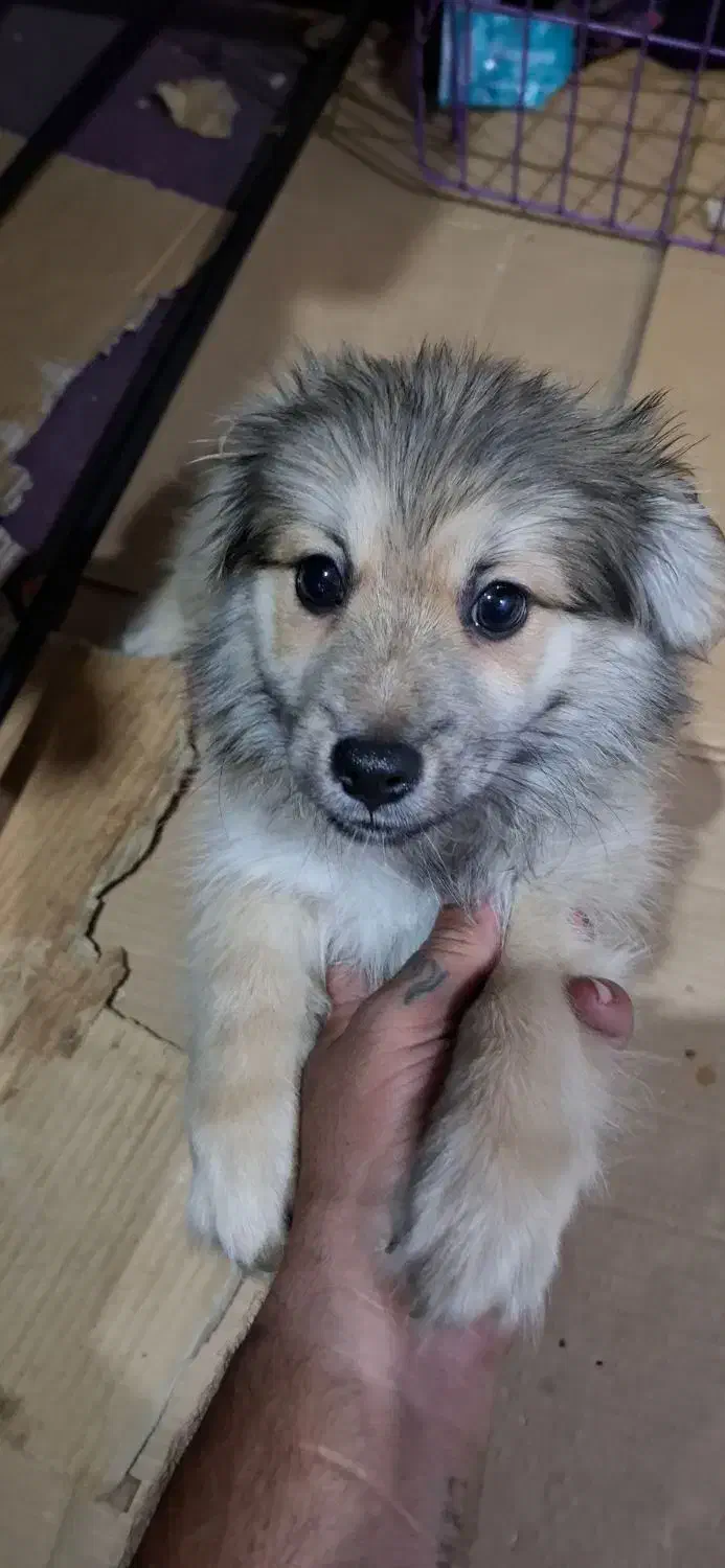 واگذاری|سگ|بندرعباس, |دیوار