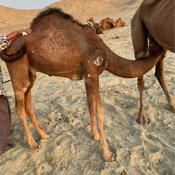 کوات نر|حیوانات مزرعه|میناب, |دیوار