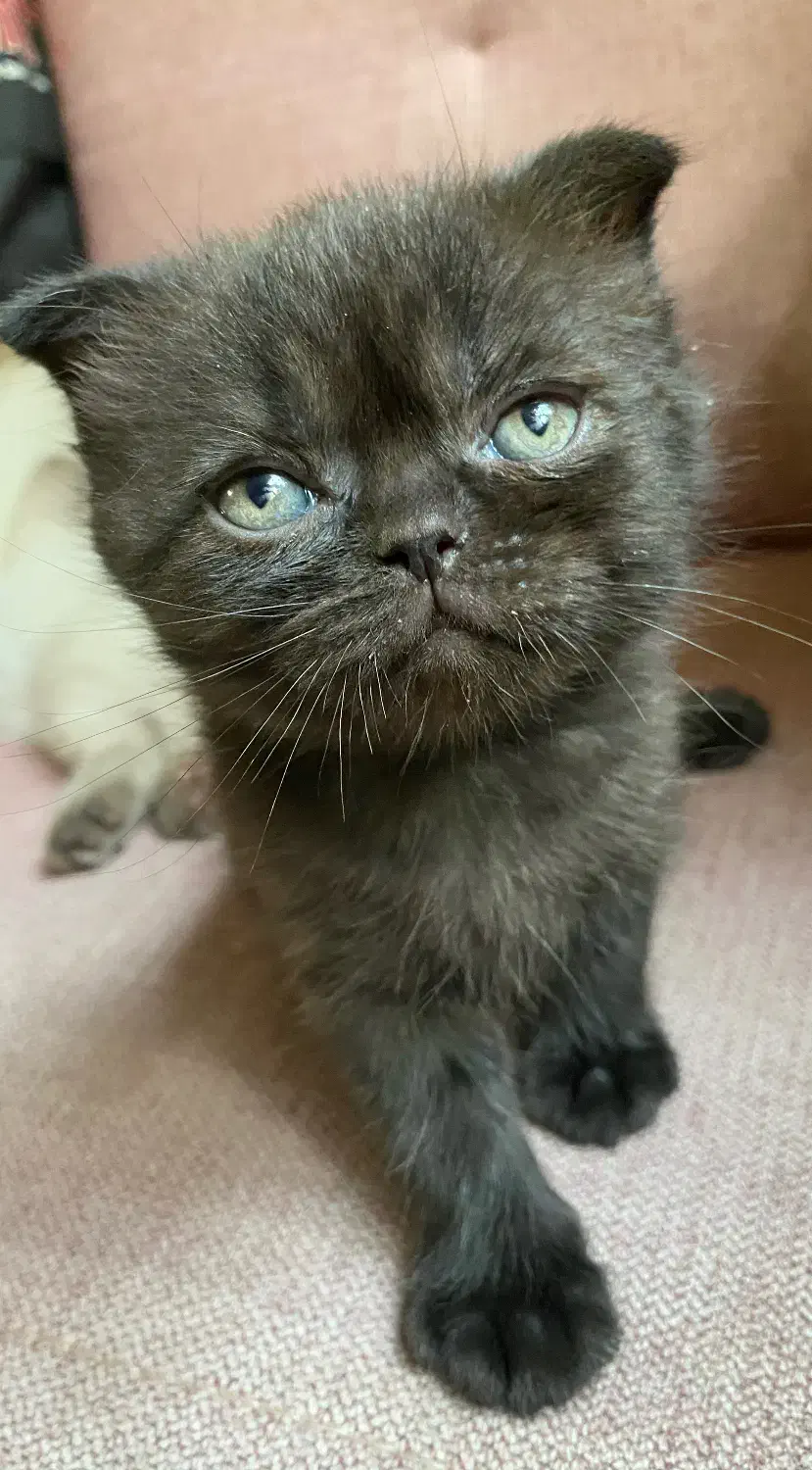 واگذاری بچه گربه|گربه|مشهد, عنصری|دیوار