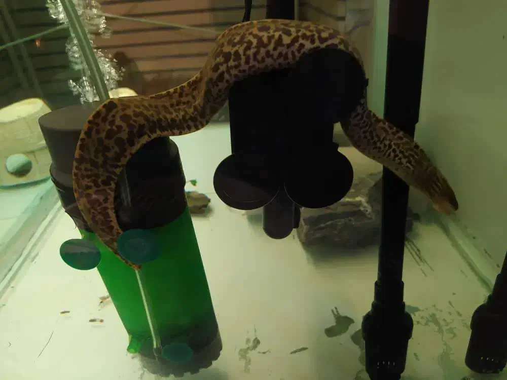 تایگر مورای یا تایگر ایل|ماهی|تهران, قبا|دیوار