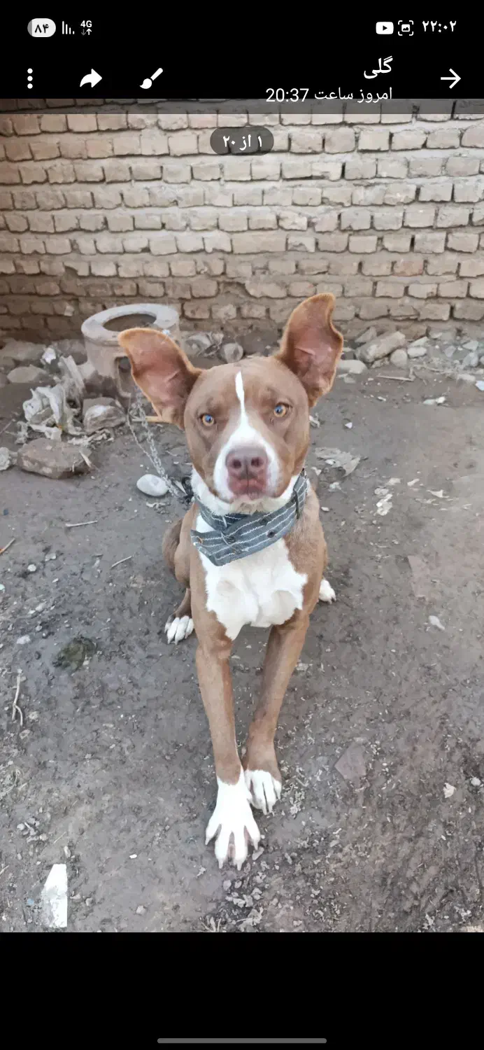 سگ پیت بول|سگ|دلند, |دیوار