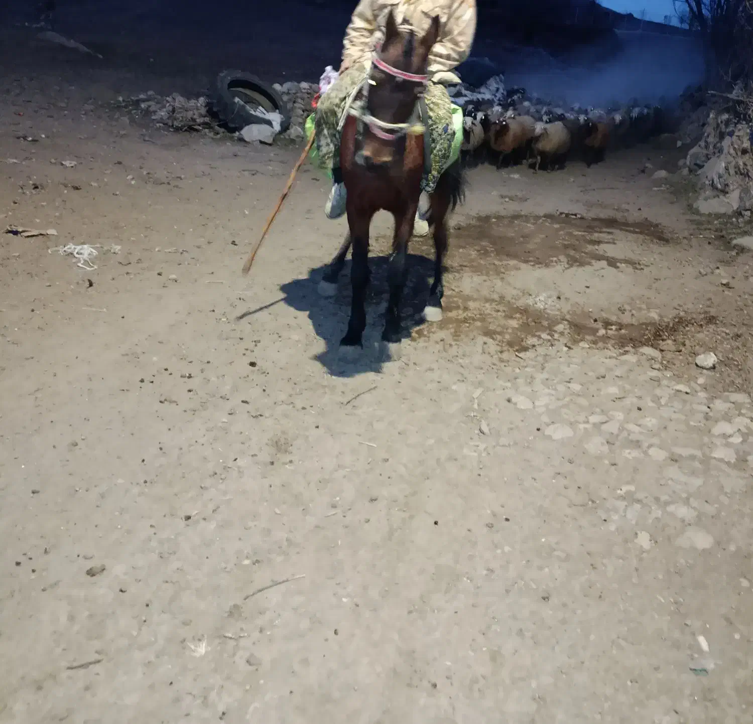 فروش اسب مادیان|اسب و تجهیزات اسبسواری|سبلان, |دیوار