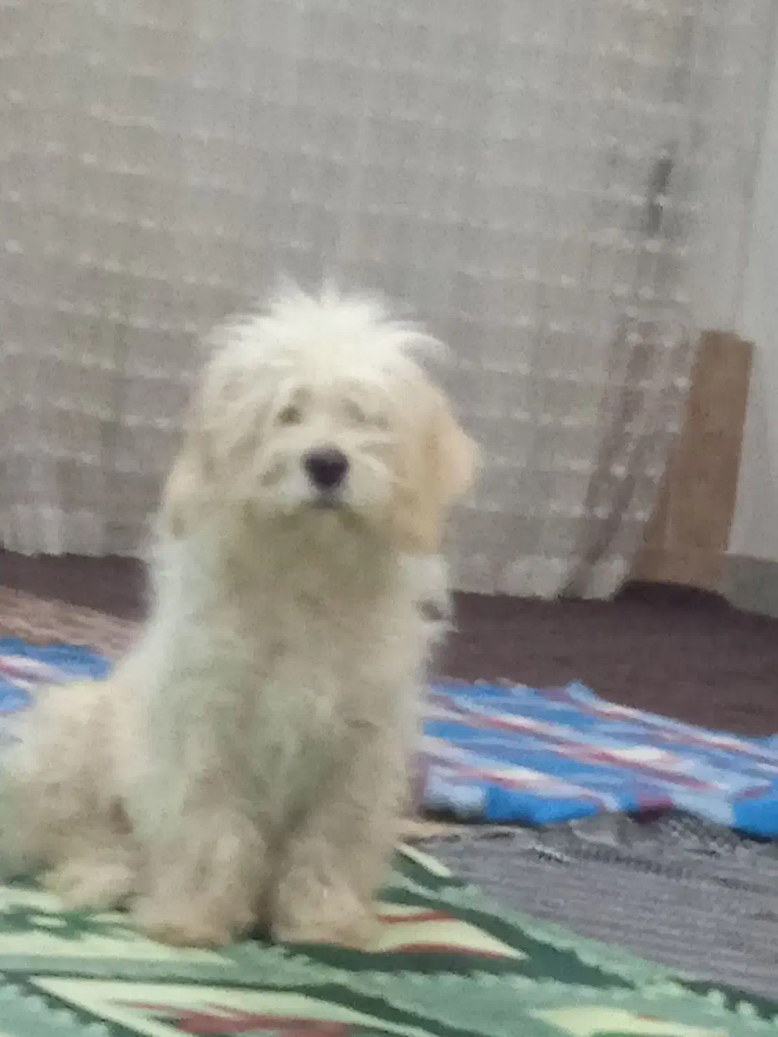 پاپی اسم سالی|سگ|قهدریجان, |دیوار