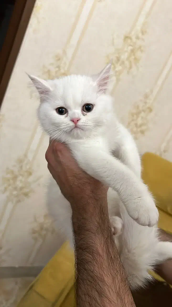 بریتیش اصیل|گربه|تبریز, |دیوار