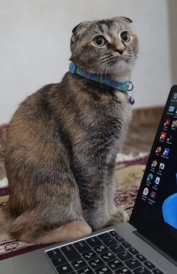 گربه اسکاتیش فولد|گربه|رشت, نظری|دیوار