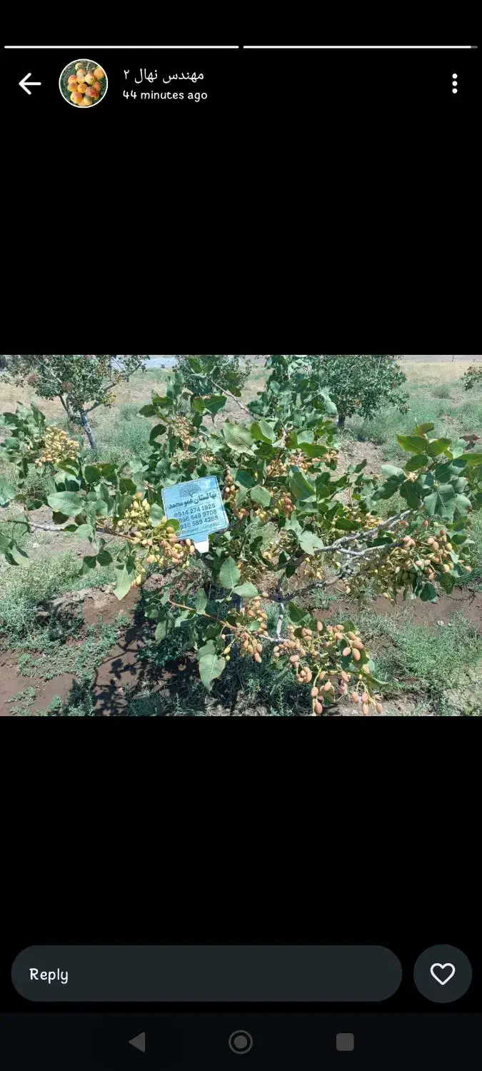 رقم تجاری نهال پسته و گردو و بادام|خدمات باغبانی و درختکاری|خرم‌آباد, |دیوار