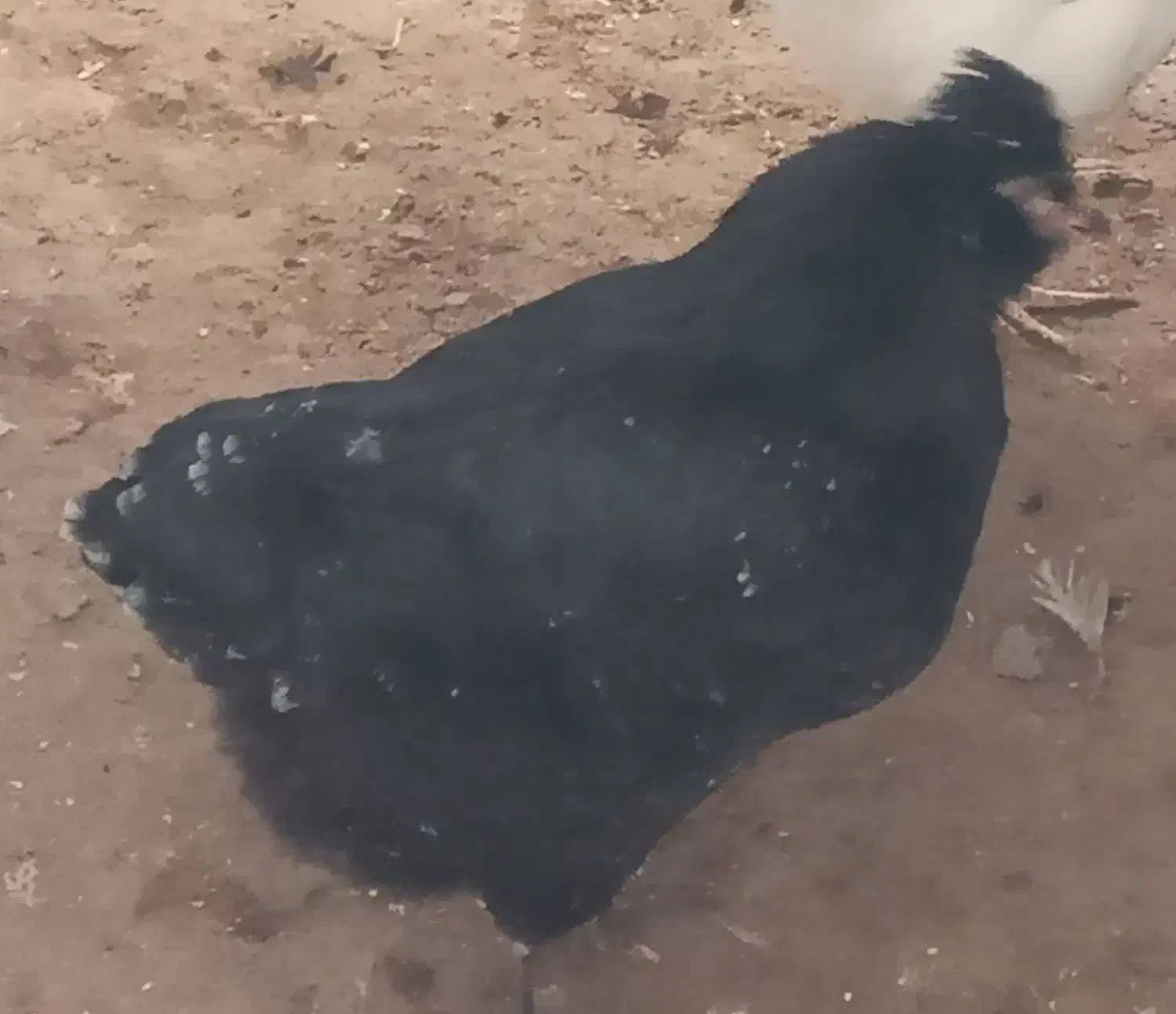 مرغ گلین|حیوانات مزرعه|فریدونکنار, |دیوار