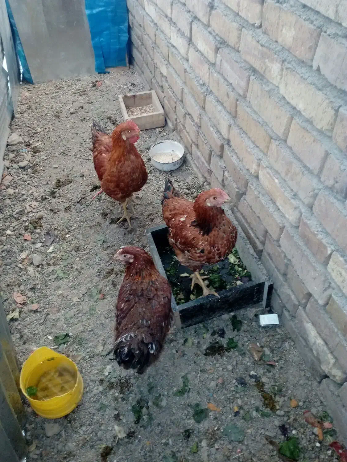 جوجه مرغ طاقچه سالم، فروشی مرغ وخروس|پرنده|مشهد, نوید|دیوار