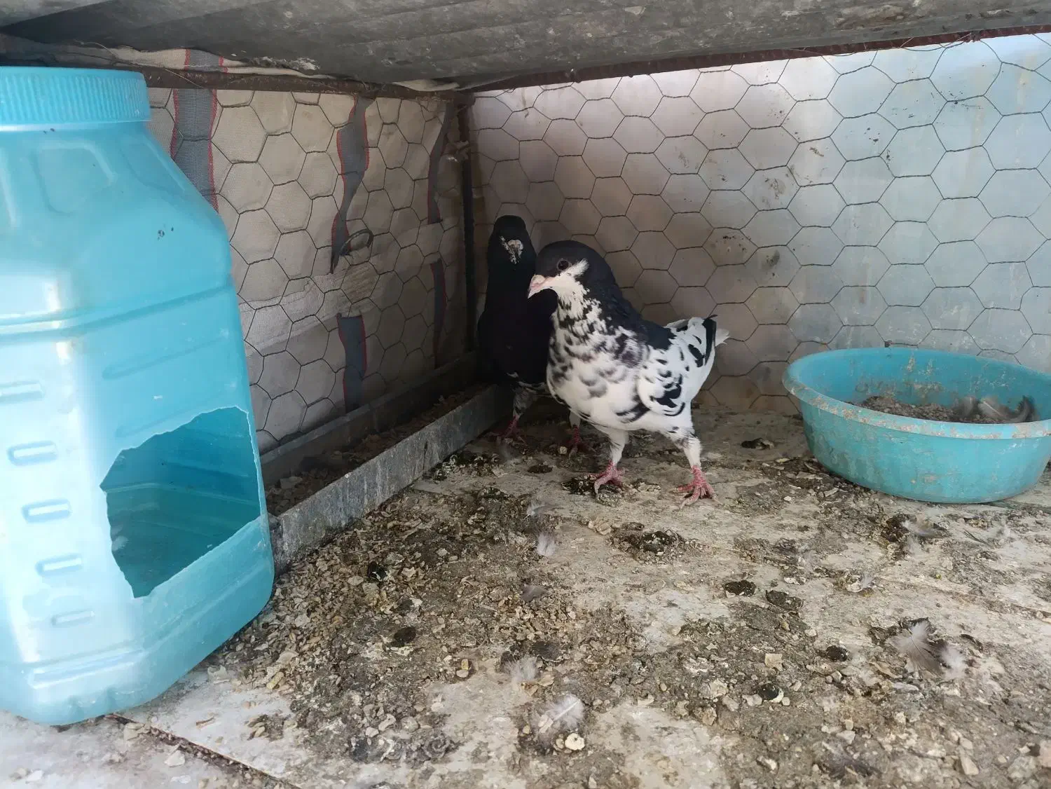 کبوتر شهری گلدار|پرنده|مرودشت, رامجرد یک|دیوار