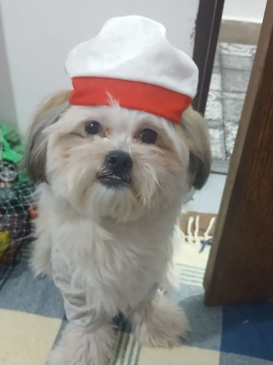 سگ واگذاری|سگ|هشتگرد, شهرک ریحانه|دیوار