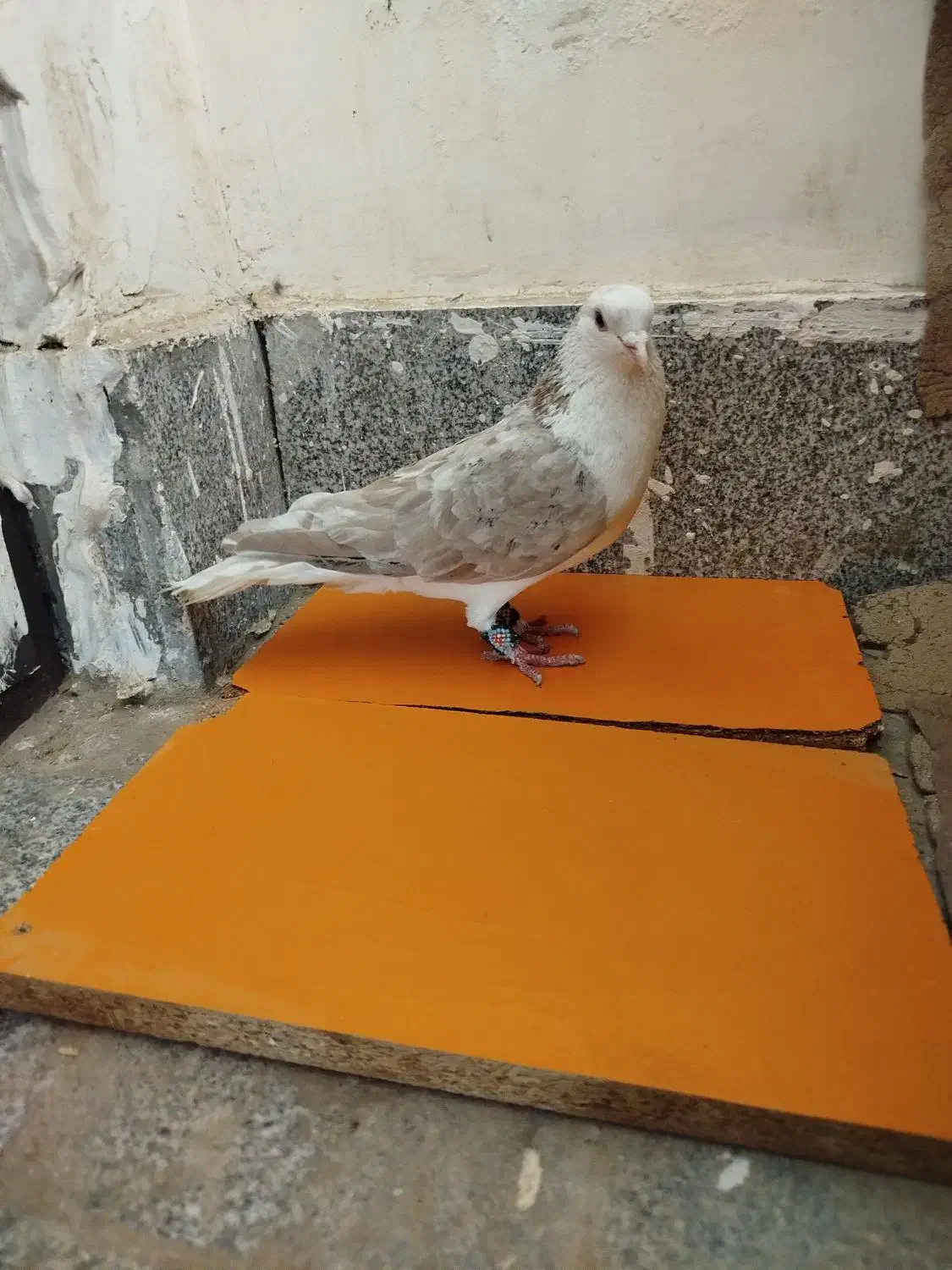 ساده هفترنگ نر صید ۸۰۰|پرنده|تربت جام, معدآباد|دیوار