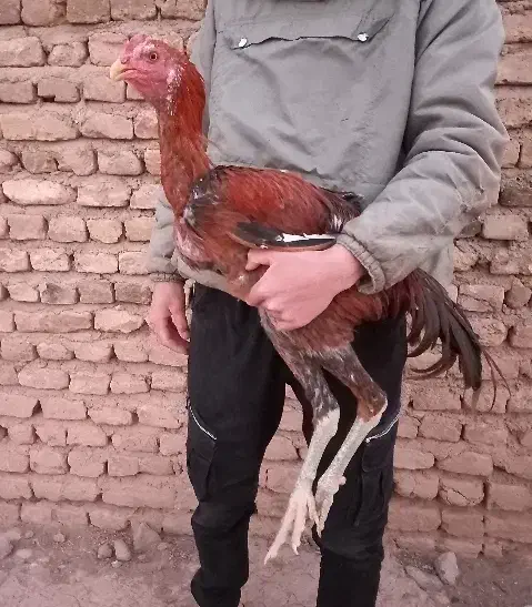 خروس لاری اصیل|حیوانات مزرعه|تربت‌حیدریه, میدان مرکزی|دیوار