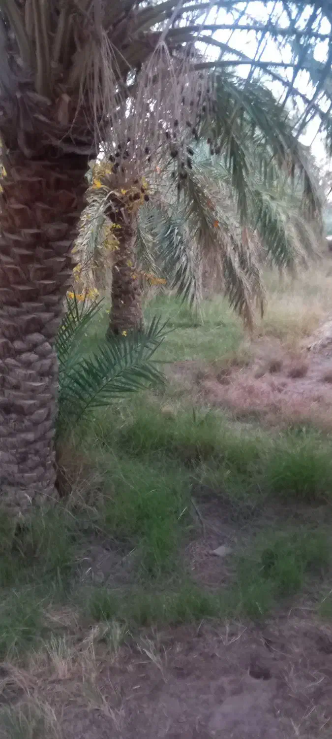 اجاره باغ ۴ساله|اجارهٔ دفتر صنعتی، کشاورزی، تجاری|نگین کویر, |دیوار