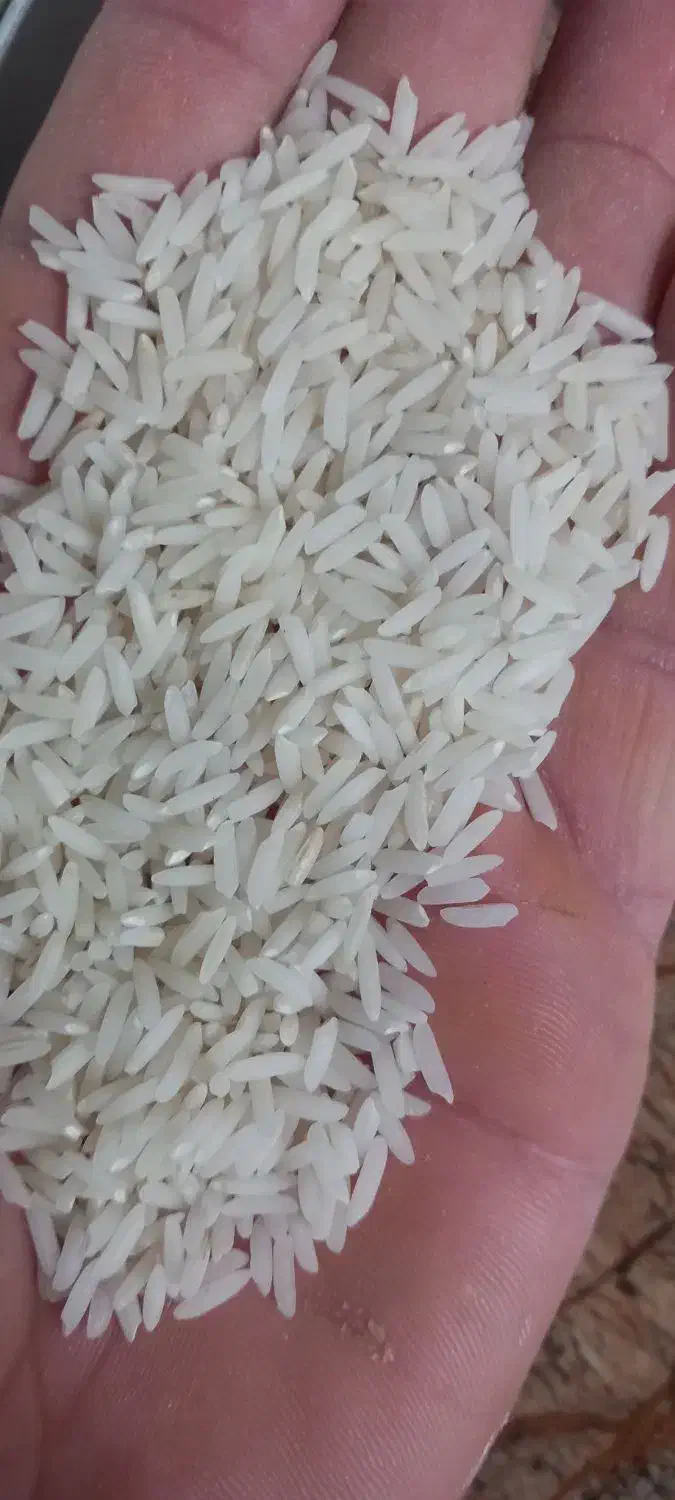 برنج هاشمی محصول خودم|خوردنی و آشامیدنی|تولم شهر, |دیوار