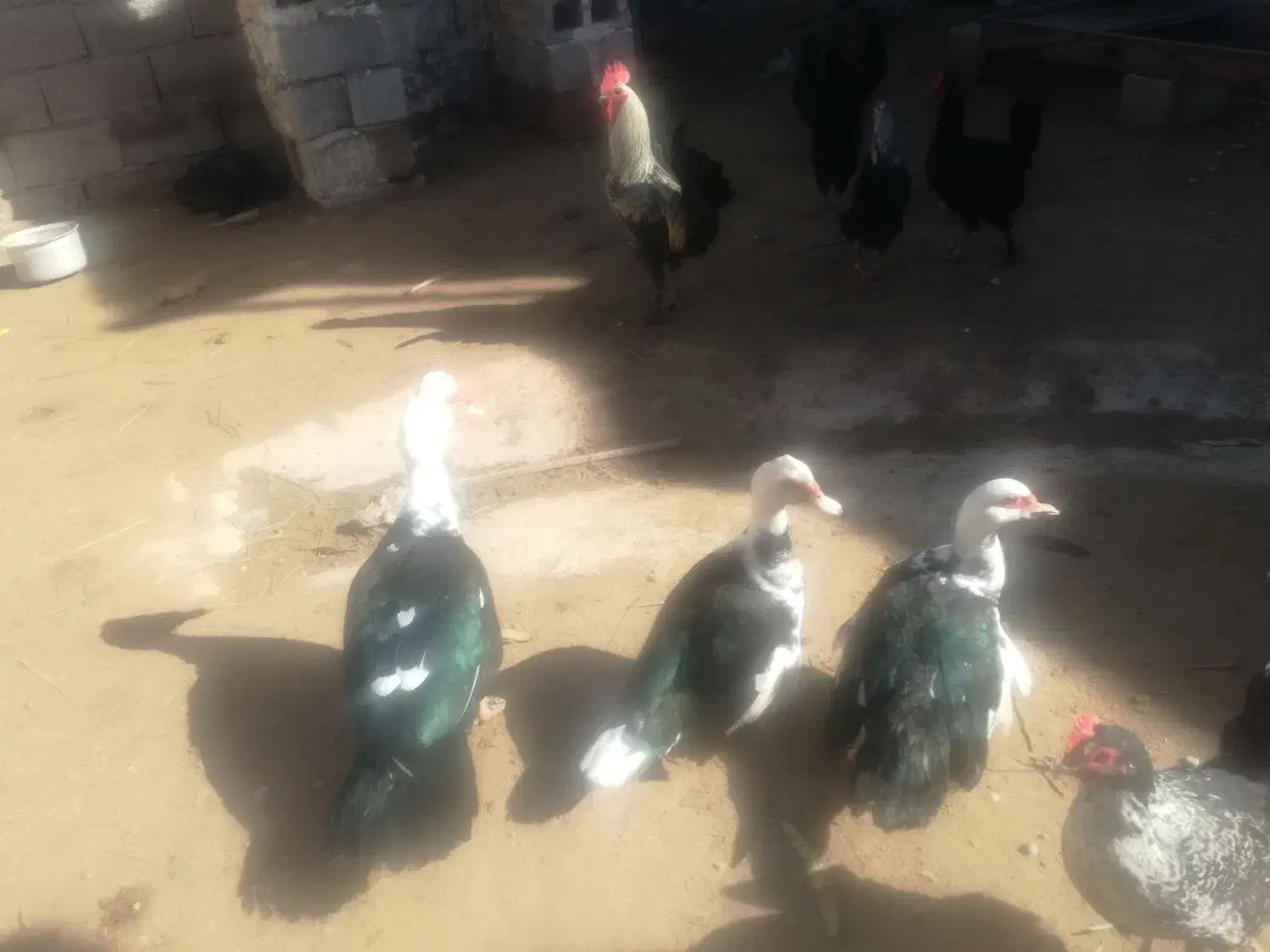 سیکا|حیوانات مزرعه|آبپخش, |دیوار