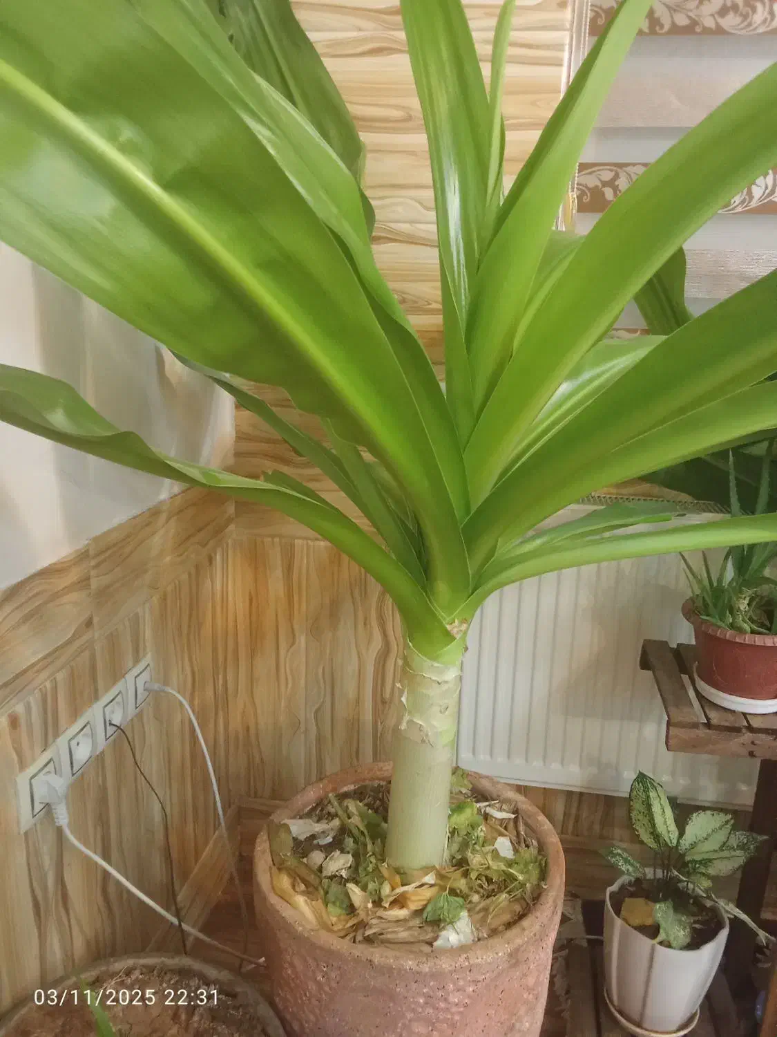 فروش گل مخصوص ادارات|گل و گیاه طبیعی|بروجن, |دیوار