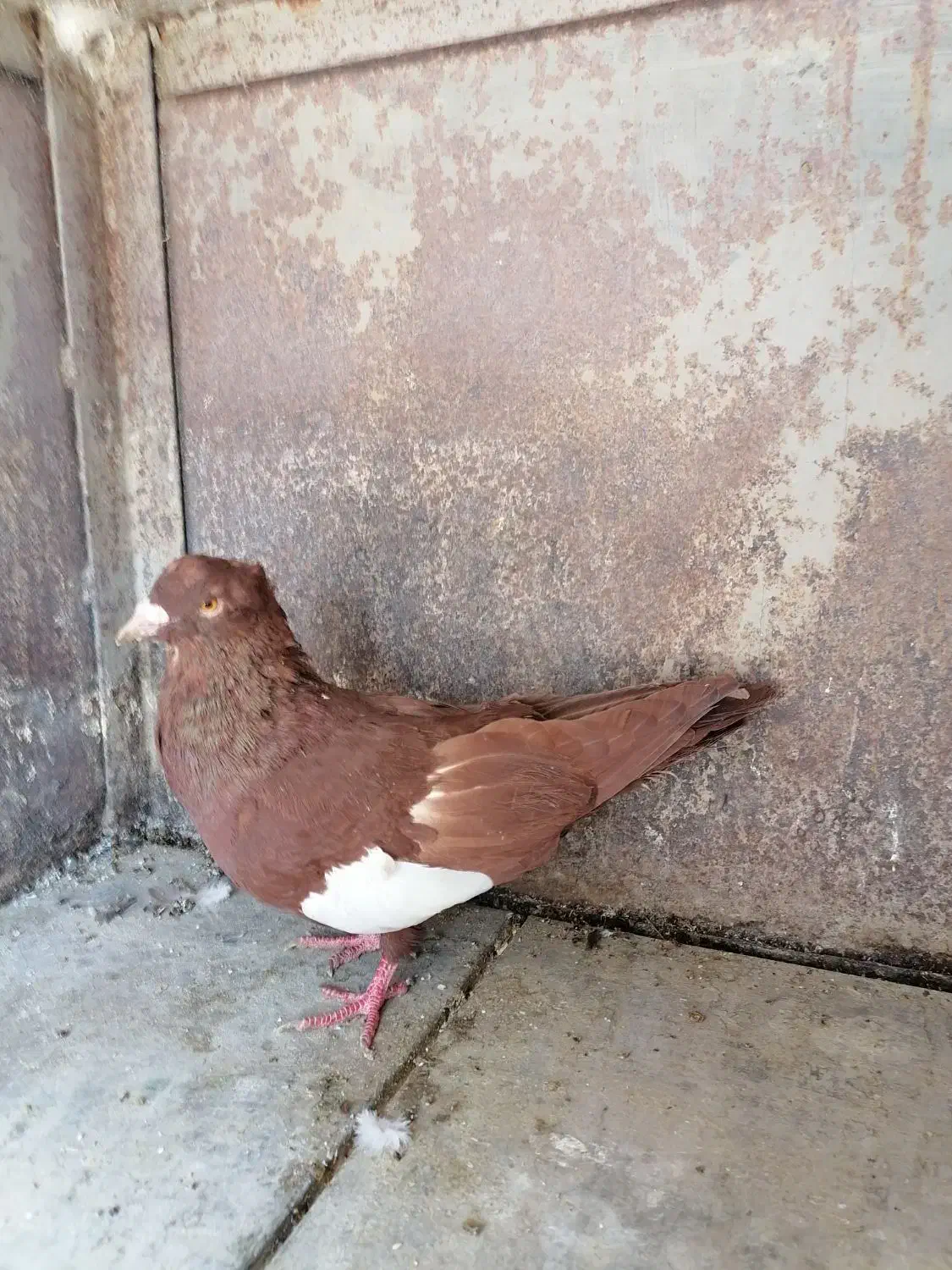 سرک سرخ کاکلی|پرنده|شیراز, پودنک|دیوار
