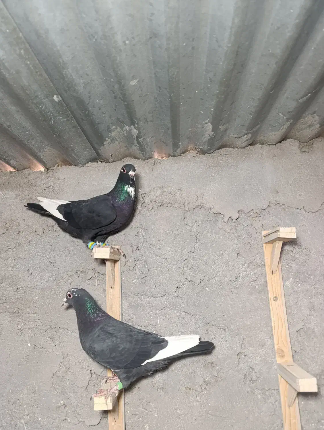 جونگ ماده پلنگ عتیقه|پرنده|زرند, |دیوار