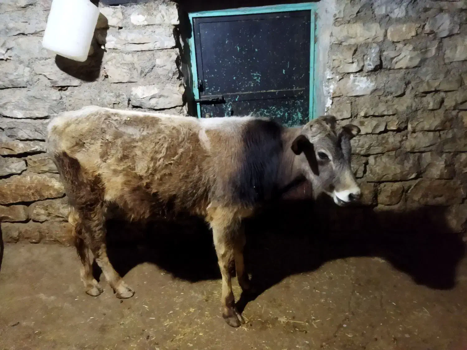 گاومحلی|حیوانات مزرعه|جوانرود, |دیوار