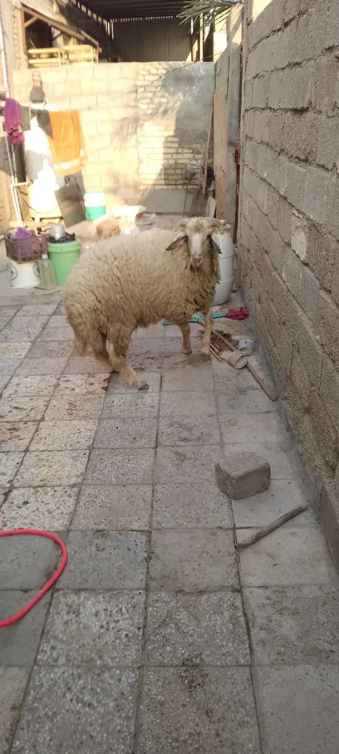 بره پر گوشت وسالم مخصوص نذری|حیوانات مزرعه|باوی, |دیوار