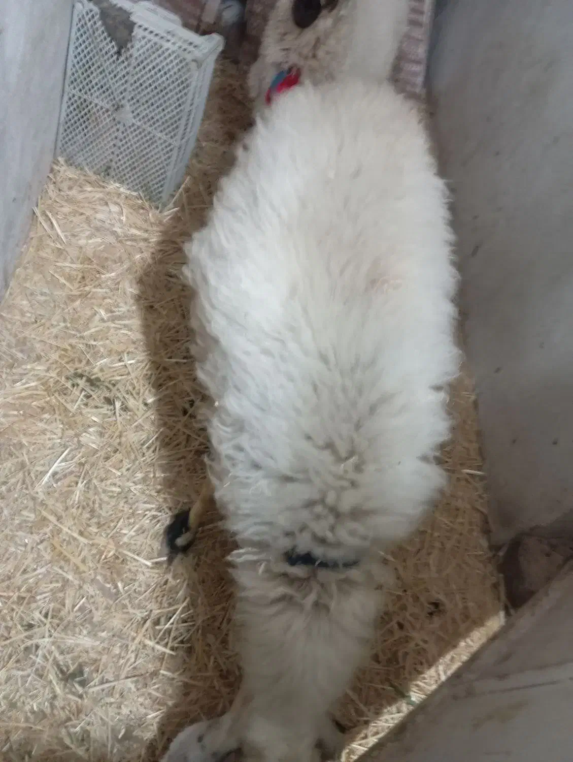 میش جون فروشی|حیوانات مزرعه|میبد, |دیوار