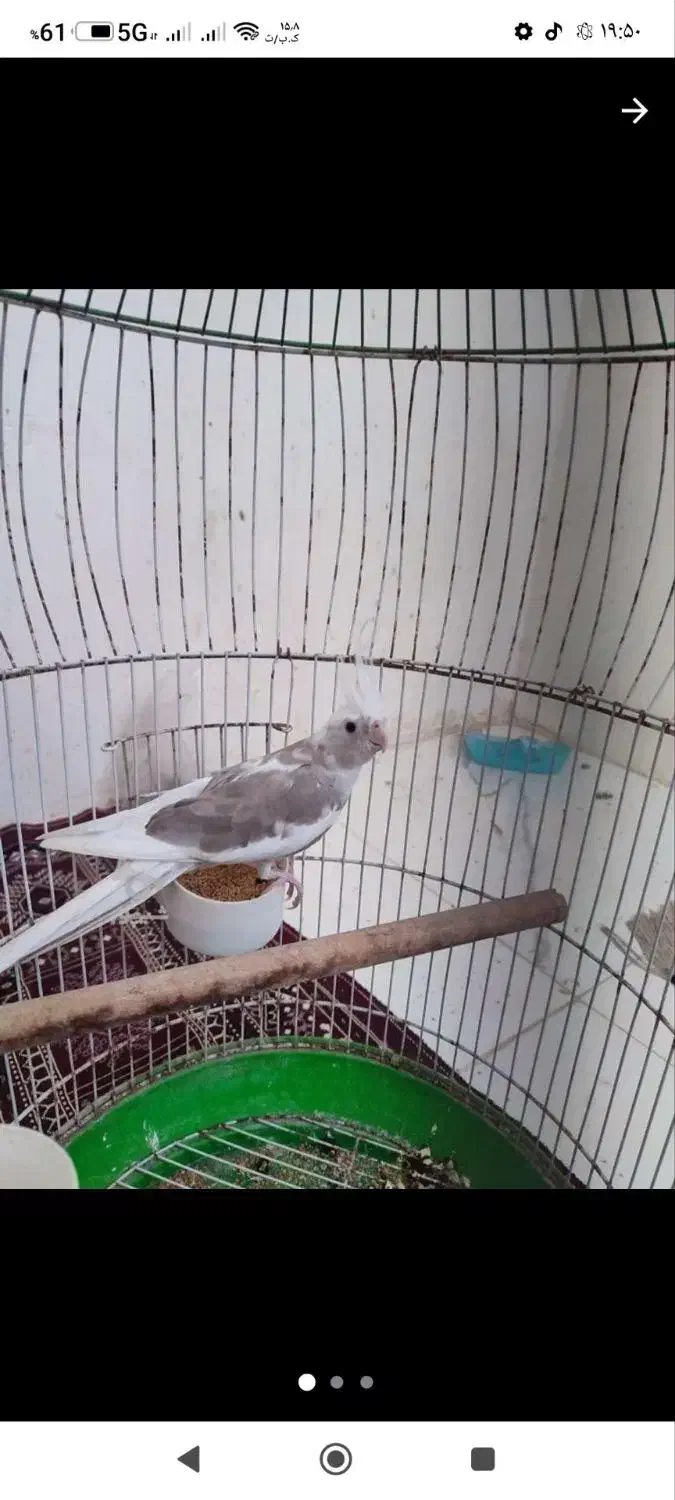 عروس هلندی نر ۸ ماهه|پرنده|گنبد کاووس, |دیوار