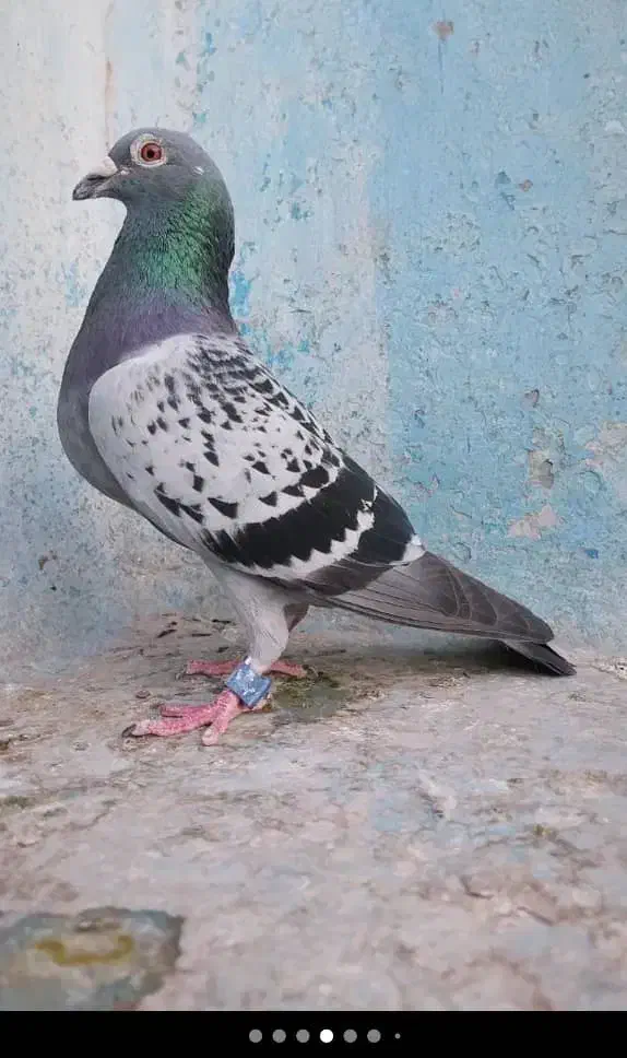 کبوتر مسافتی پلاکی|پرنده|حمیدیا, |دیوار