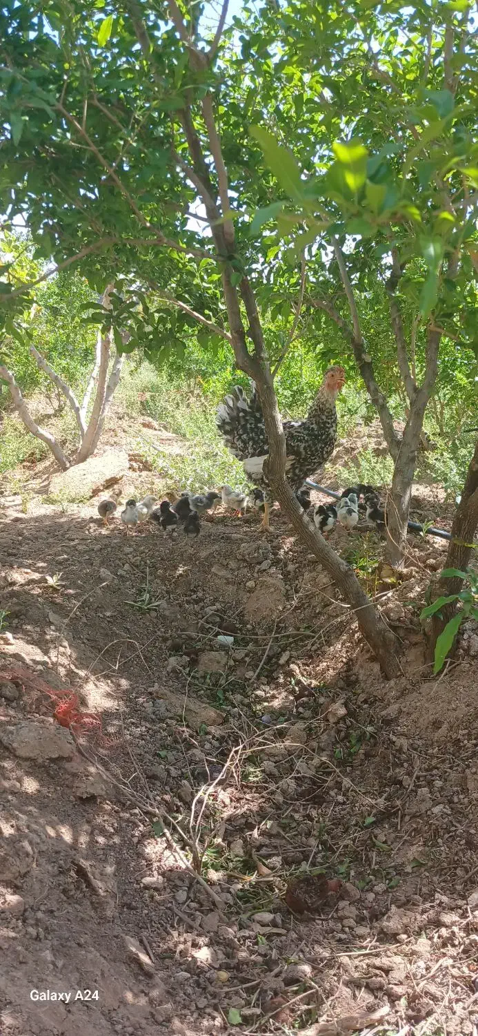 جوجه گلین/گلین/تخم گلین/تخم مرغ نطفه دار|حیوانات مزرعه|ساوه, |دیوار