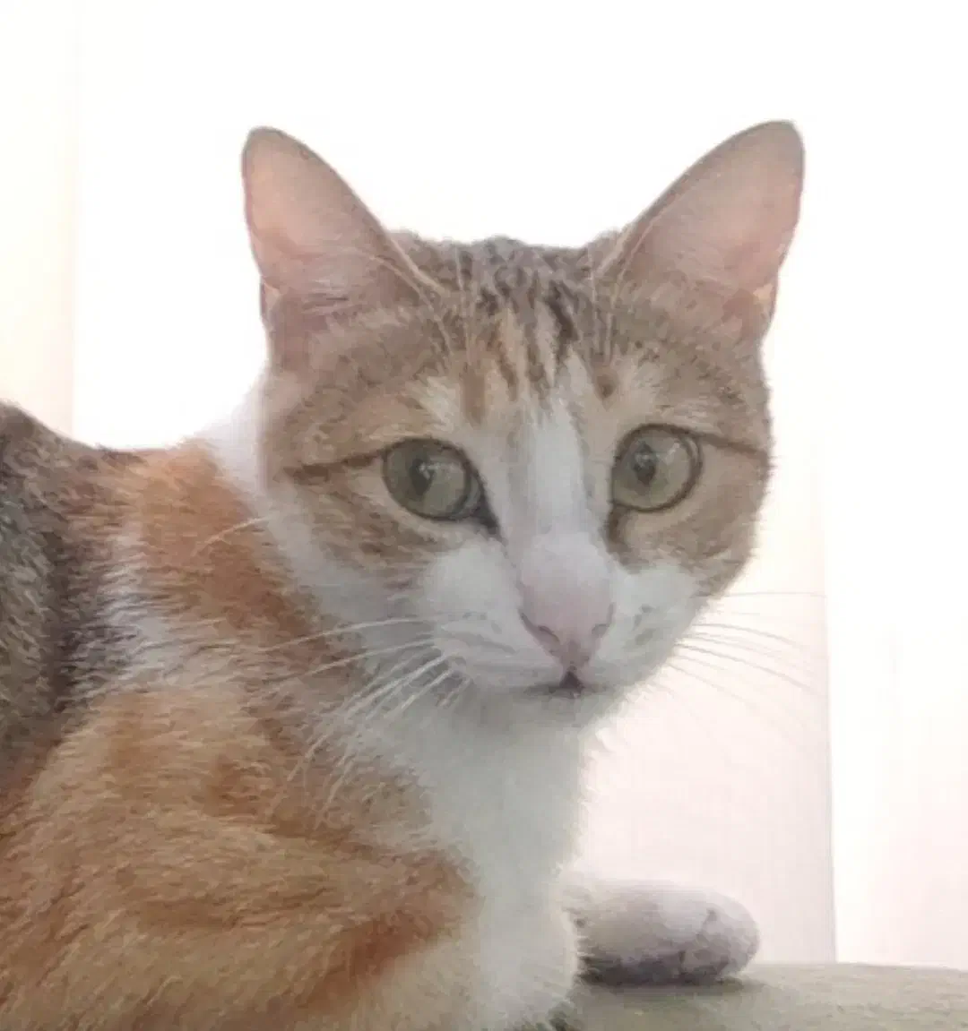 گمشده|حیوانات|رشت, معلم|دیوار