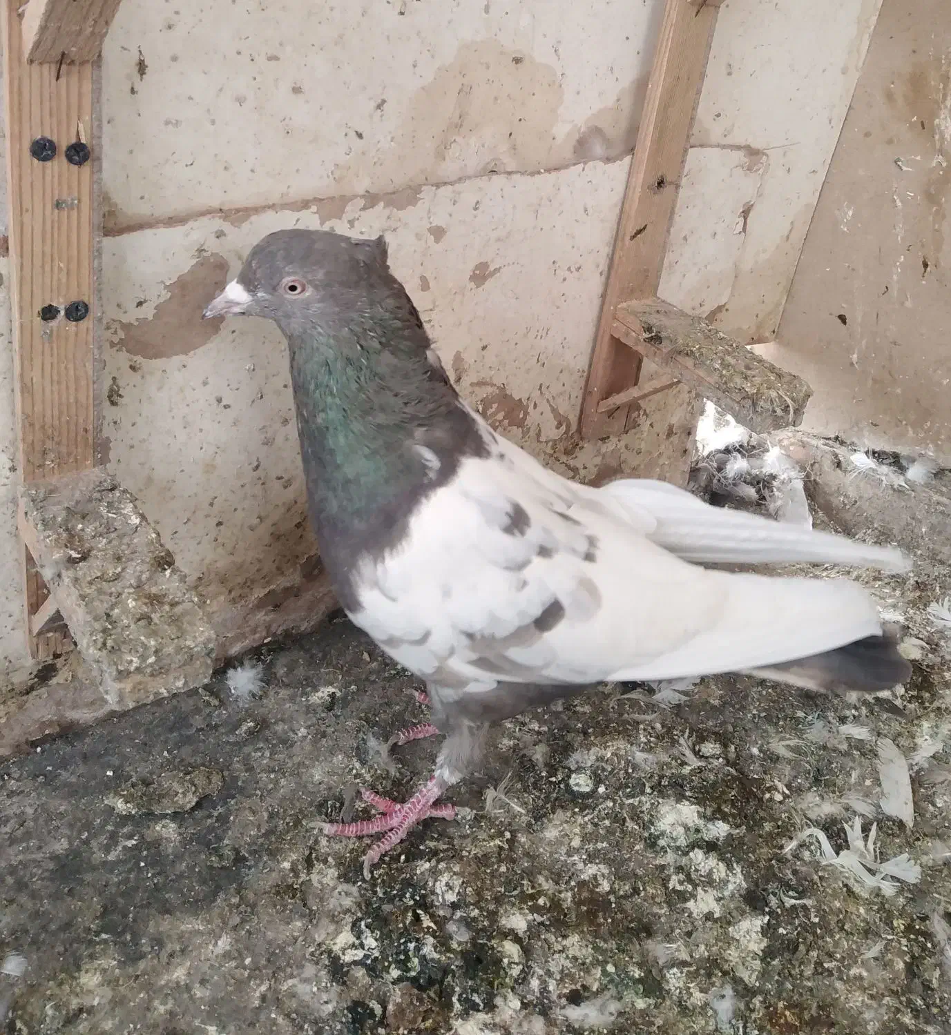 گندم کفتر|لوازم جانبی حیوانات|مشهد, امیریه|دیوار