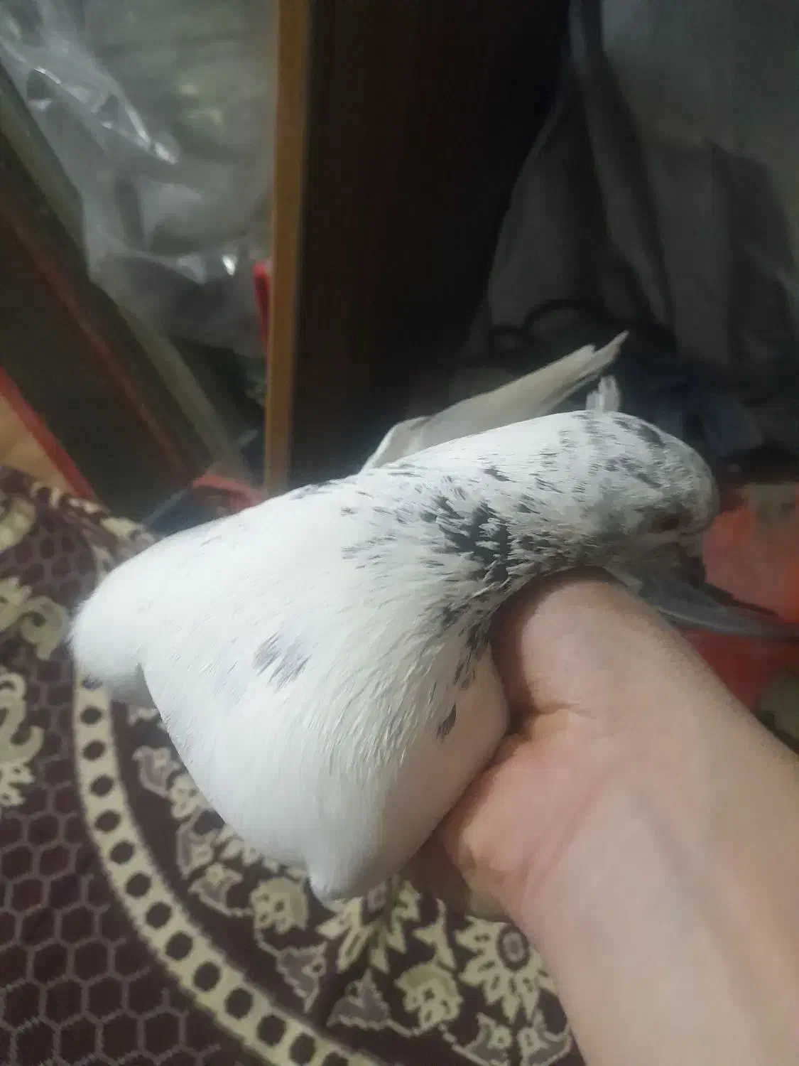 یک جفت کبوتر با جوجه|پرنده|رشت, پاره بیجار|دیوار